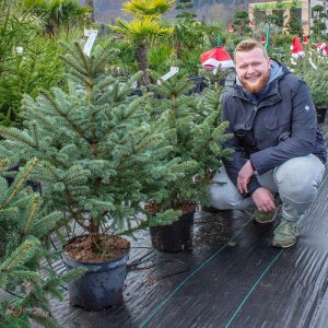 Smrek pichľavý (Picea pungens) – výška 70-80 cm, kont. C7.5L
